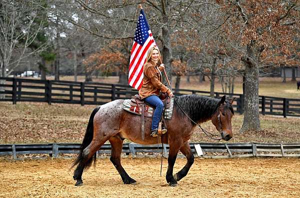 bay-roan-west-pony