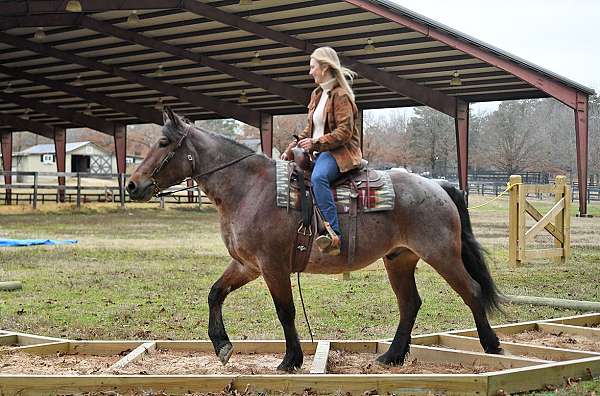 trail-pony-quarter