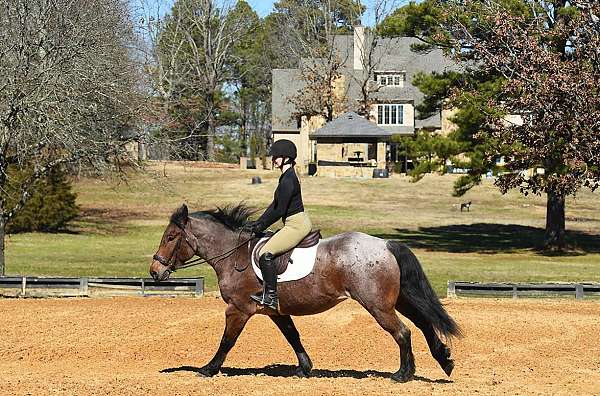 well-trained-quarter-pony