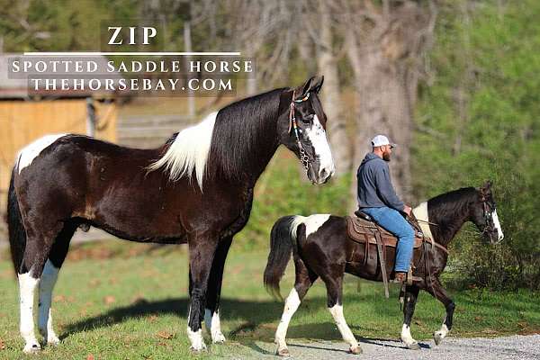 blaze-white-on-4-feet-horse