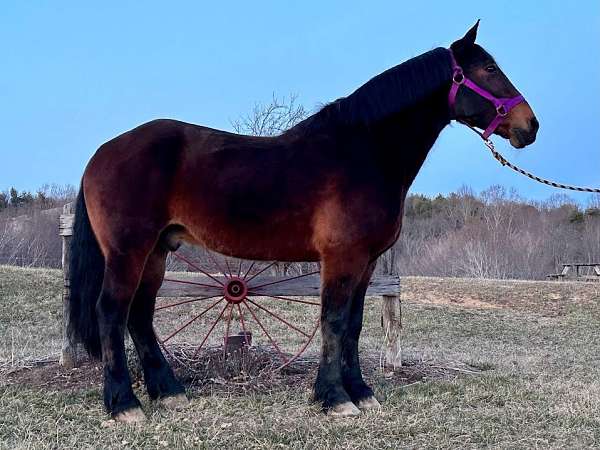 friesian-gelding-percheron-horse