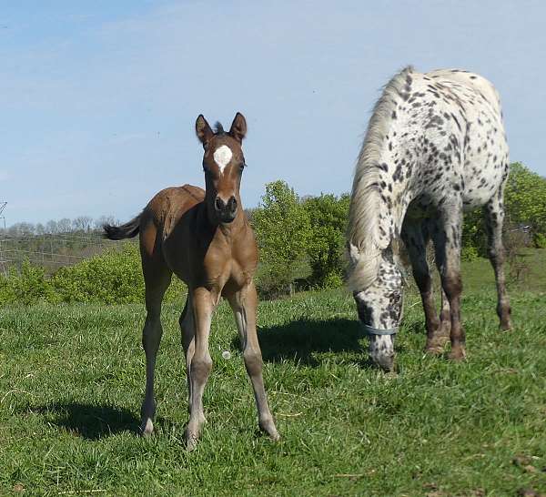 bay-appaloosa-blanket-w-small-spots-horse