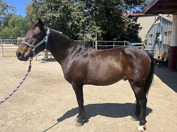 barn-mustang-horse