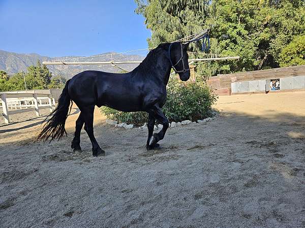 gelding-friesian-horse