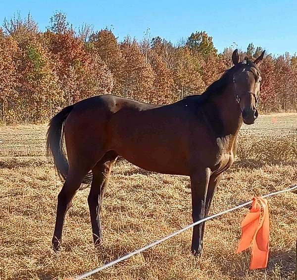 thoroughbred-gelding