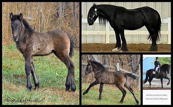 black-gray-horse