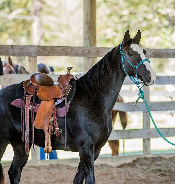 bay-roan-athletic-gaited-horse