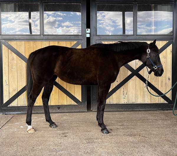 sporthorses-thoroughbred-horse