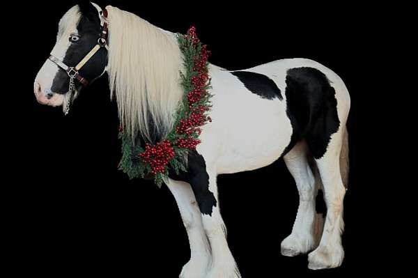 blue-eyed-stallion-gypsy-vanner-horse