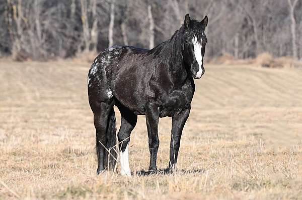 ranch-racking-horse