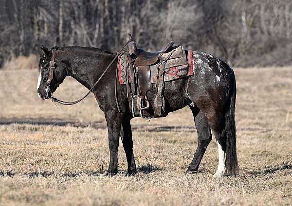 ranch-work-racking-horse