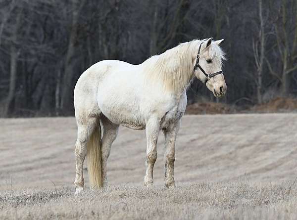 trail-riding-tennessee-walking-horse