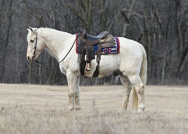 western-dressage-tennessee-walking-horse