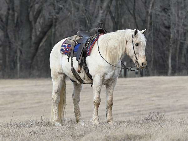 western-riding-tennessee-walking-horse