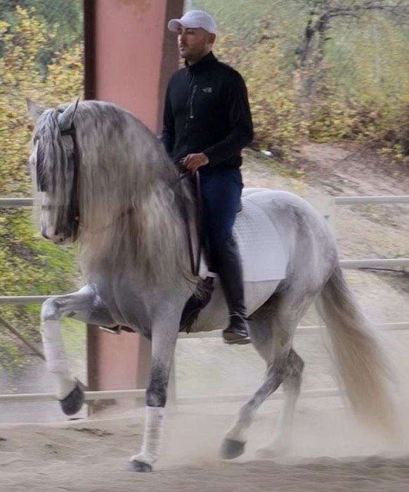 beautiful-dapple-gray-andalusian-horse
