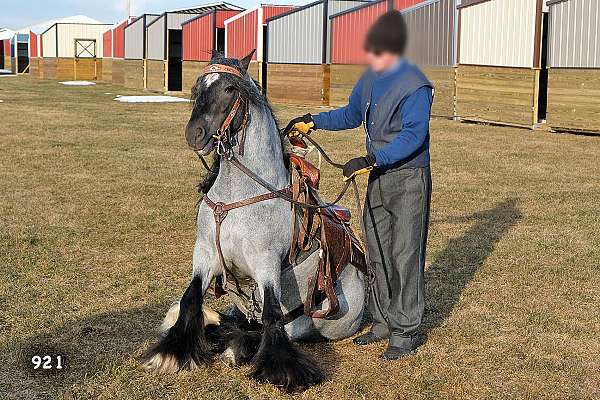 breeding-gypsy-vanner-horse