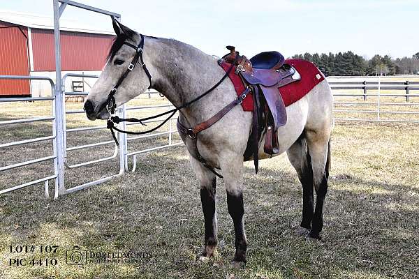 draft-started-under-saddle-quarter-horse