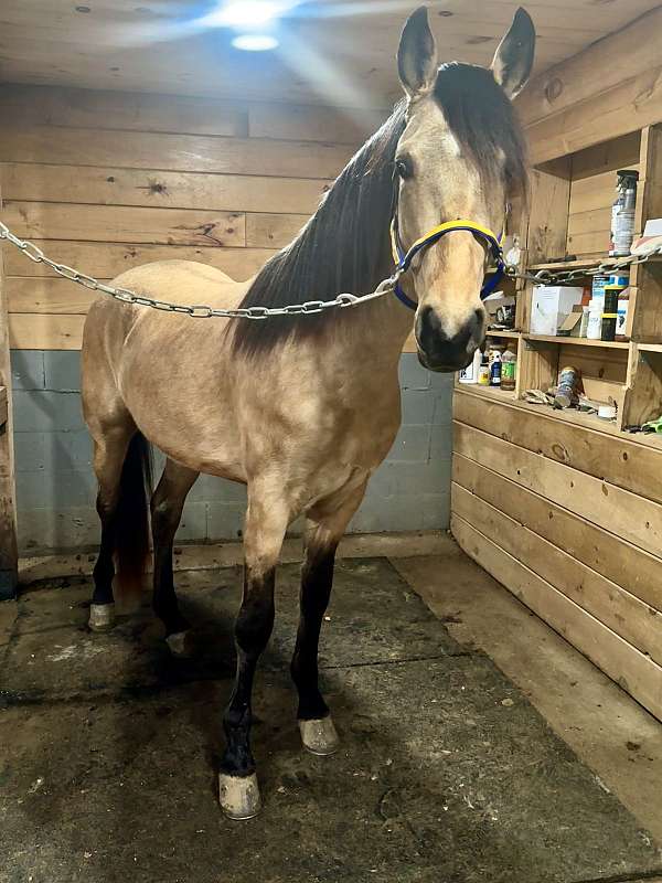 started-under-saddle-colt-weanling