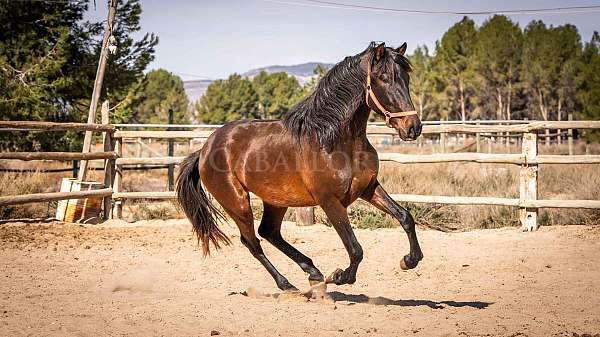 dressagehorse-andalusian-horse