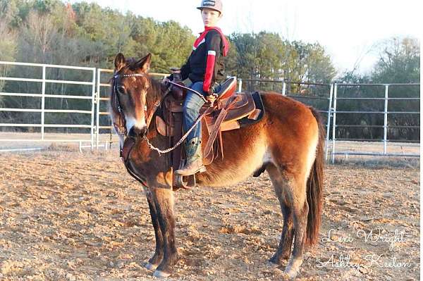 buckskin-steer-roping-pony