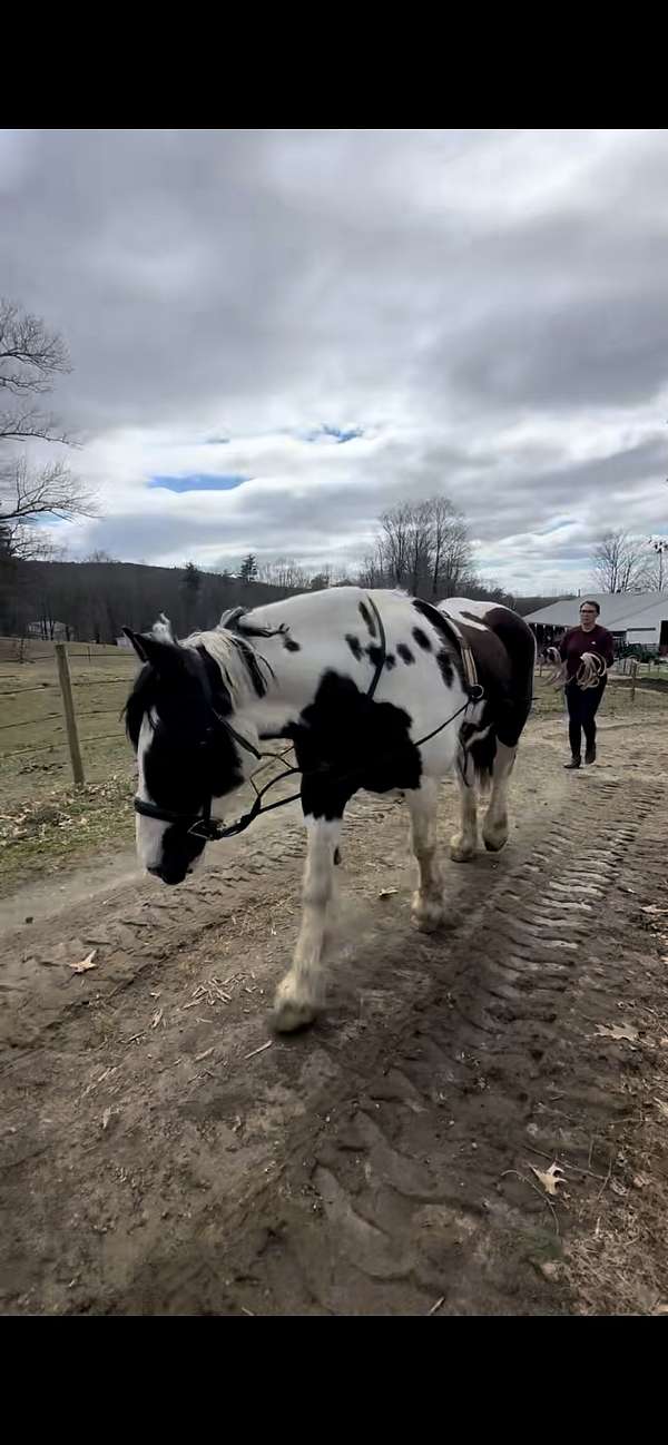 gypsy-vanner-horse