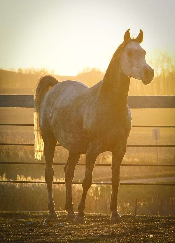 gleannloch-arabian-horse