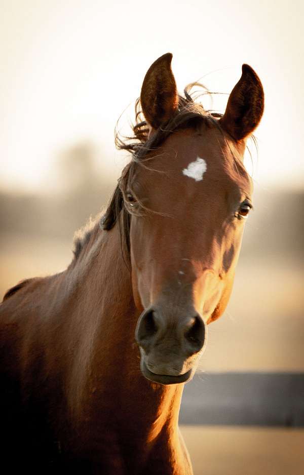 ansata-sokar-arabian-horse
