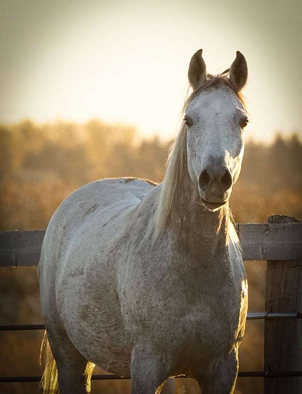 emiratus-b-arabian-horse