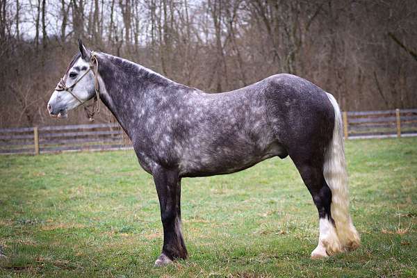 silb-ranch-versatility-pony