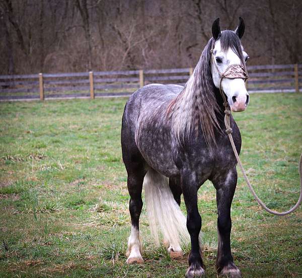 silb-ranch-pony