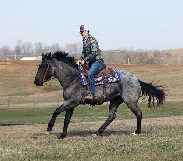 gypsy-vanner-quarter-horse