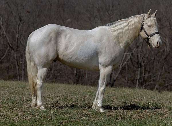 percheron-quarter-horse