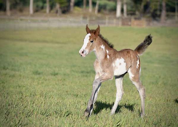 bay-overo-tennessee-walking-filly