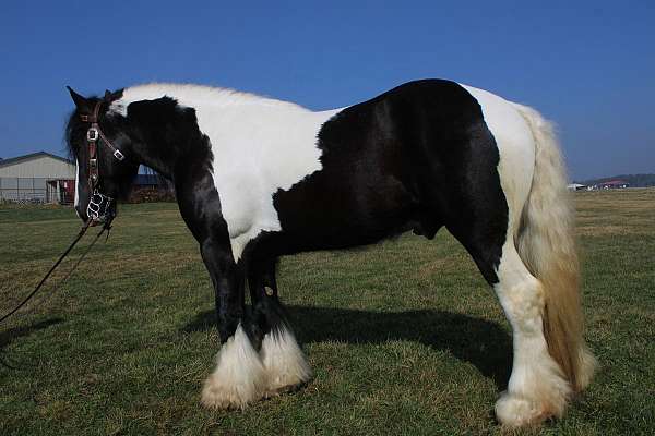 proven-breeder-gypsy-vanner-horse