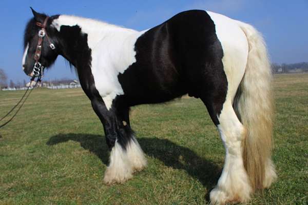 proven-breeder-horse
