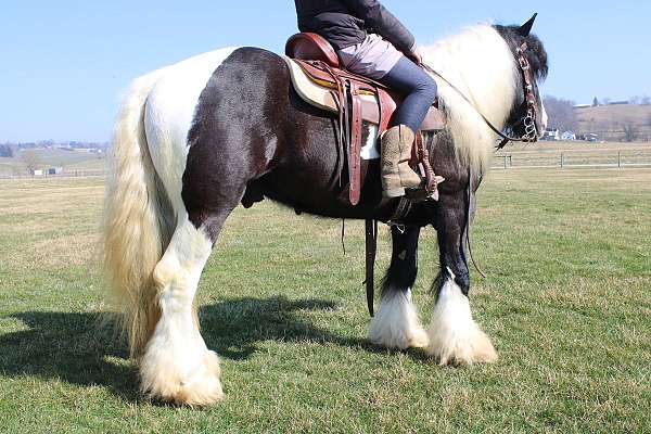 piebald-driving-stallion-horse