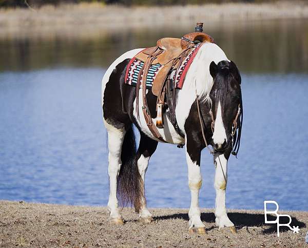ranch-work-friesian-horse