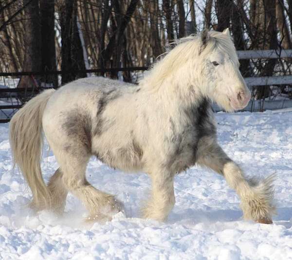 sabino-ghra-stallion
