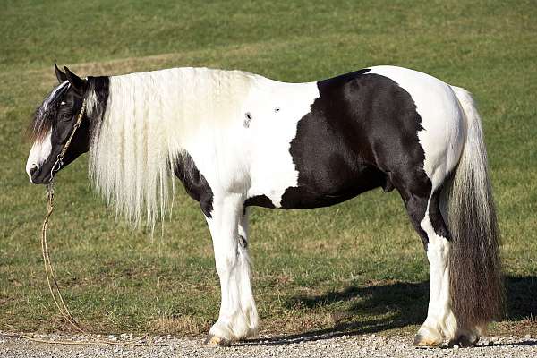 cross-gypsy-vanner-horse