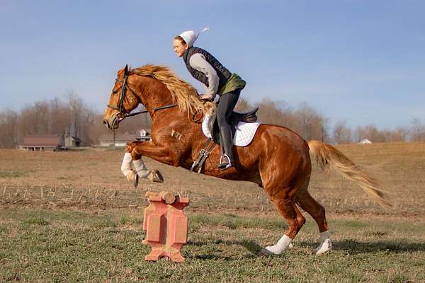 athletic-gelding