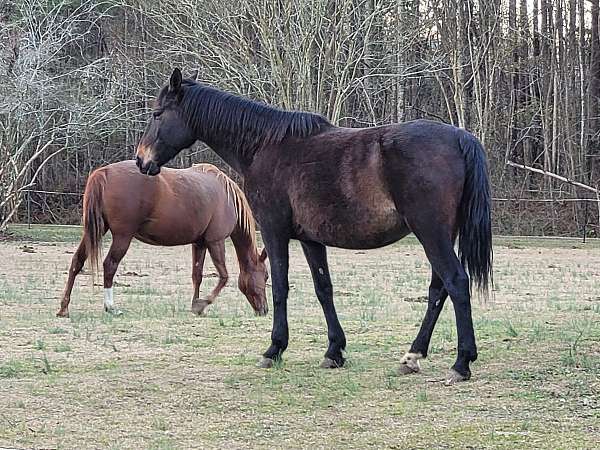percheron-standardbred-horse