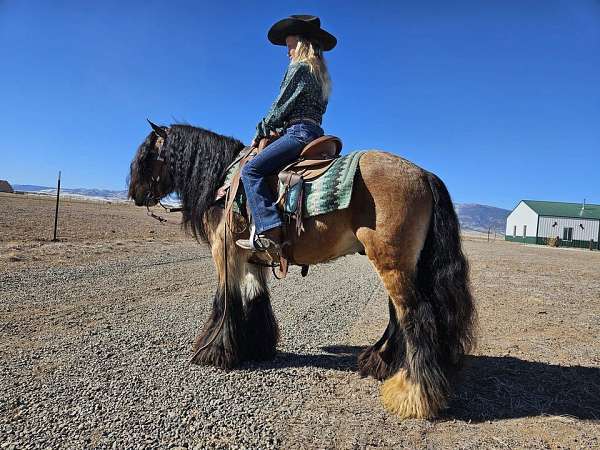 mule-gypsy-vanner-horse