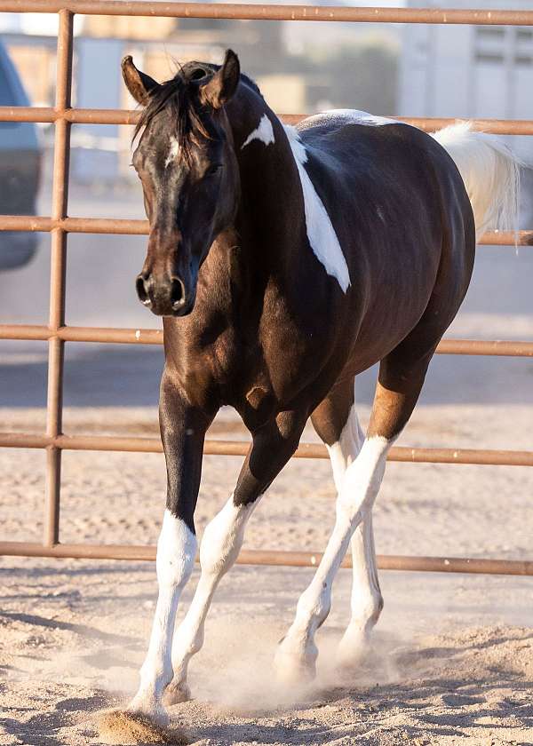 arabian-tobiano-half-horse