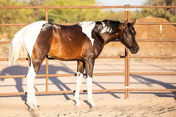 pinto-arabian-half-horse