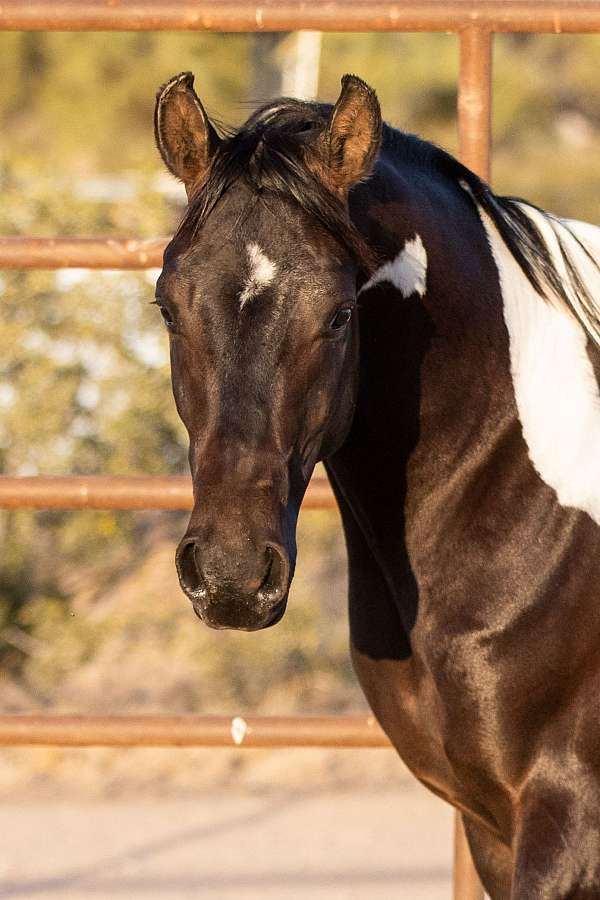 pintabian-half-arabian-horse