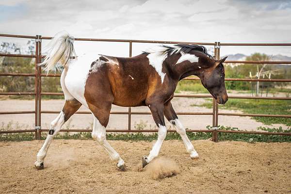 allbreedpedigree-half-arabian-horse