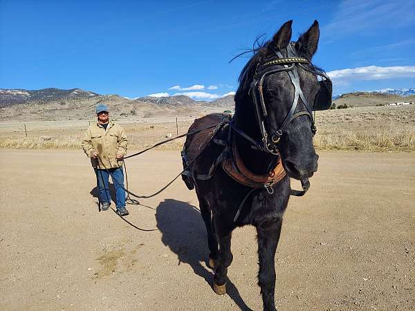 morgan-stallion-black-rides-drives-horse