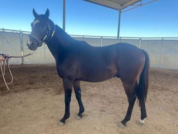 blaze-lh-pastern-horse