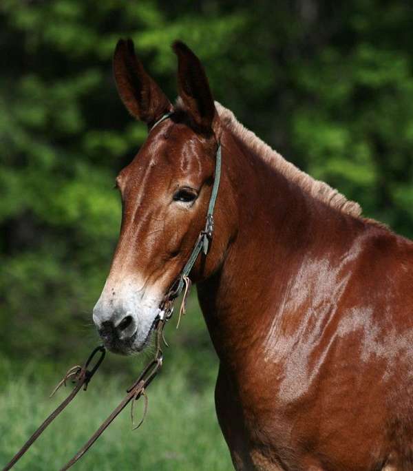 buckskin-quarter-horse