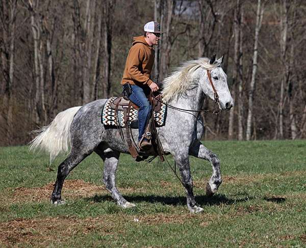 ranch-friesian-horse